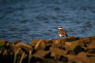 Shorebird on the Choptank River