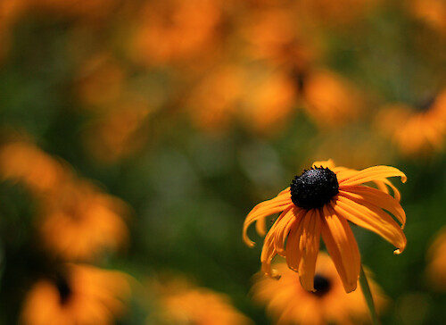 The black-eyed susan (Rudbeckia hirta) is the floral emblem for the state of Maryland