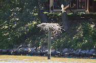 Osprey (Pandion haliaetus) and nest on the Chester River