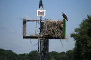 Osprey (Pandion haliaetus) and nest on the Chester River
