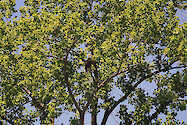 Bald eagle (Haliaeetus leucocephalus) in a tree beside the Chester River 