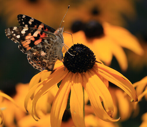 Butterfly on a black-eyed susan (Rudbeckia hirta) at the Visitors' Center at Monocacy National Battlefield