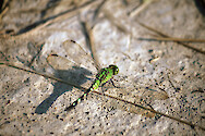 Dragonfly in Blackwater National Wildlife Refuge