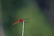 Dragonfly in Blackwater National Wildlife Refuge
