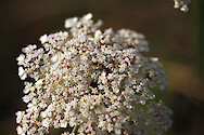 Beetle collecting pollen and nectar from Queen Anne's Lace (Daucus carota) in Blackwater National Wildlife Refuge