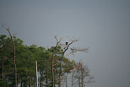 Bald eagle (Haliaeetus leucocephalus) at Blackwater National Wildlife Refuge