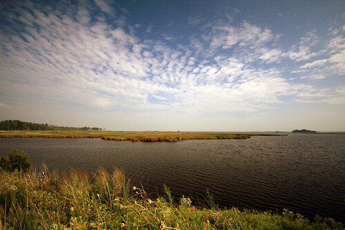 Marshes and open water at Blackwater National Wildlife Refuge
