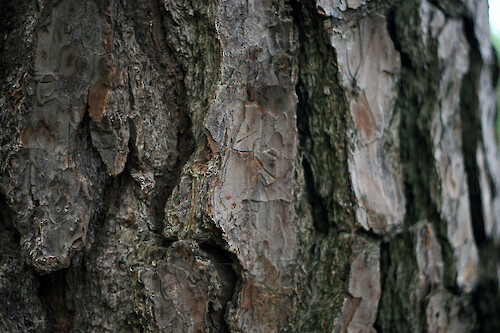 Close-up of loblolly pine (Pinus taeda) bark texture at Blackwater National Wildlife Refuge