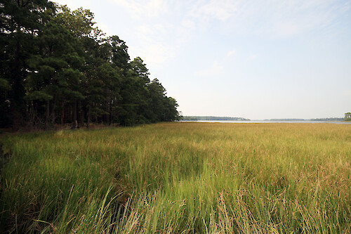 Transition between forest and marsh at Blackwater National Wildlife Refuge