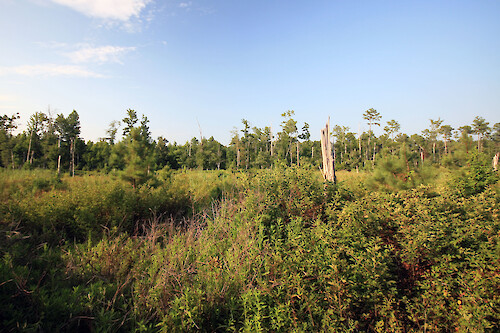 Forested wetland on the Tubman Road Trail at Blackwater National Wildlife Refuge