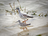 Lesser and Greater Yellowlegs feeding side by side at Ackerman Lake in Sarasota Florida