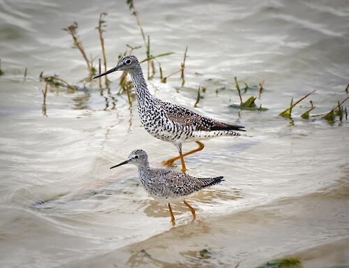 Lesser and Greater Yellowlegs feeding side by side at Ackerman Lake in Sarasota Florida