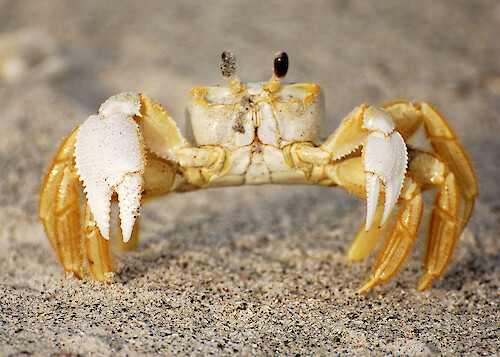 Ghost Crab (ocypode quadrata