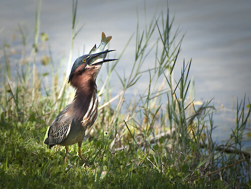 Green Heron feeding on a large panfish at a pond in Charlotte County Florida
