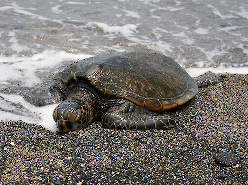 Honu, the Hawaiian term for turtle, can often been seen sleeping on the beach or hauled out on flat rocks.