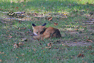A red fox (Vulpes vulpes) seen at Horn Point Laboratory