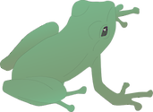 Illustration of Anura (Frog) lifecycle: day 84+ young frog