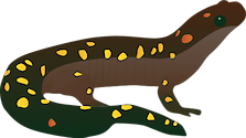 Illustration of Ambystoma maculatum (Spotted Salamander)