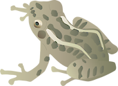 Illustration of Rana palustris (Pickerel Frog) adult