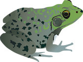 Illustration of Rana clamitans melanota (Northern Green Frog) adult