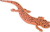 Illustration of Pseudotriton ruber (Northern Red Salamander)