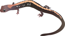 Illustration of Plethodon shenandoah (Shenandoah Salamander)