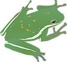 Illustration of Hyla cinerea (American Green Tree Frog) adult