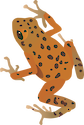Illustration of Dendrobates pumilio (Dart-poison Frog) adult