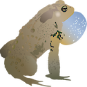 Illustration of Bufo americanus (American Toad) adult