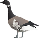 Illustration of Branta bernicla (Atlantic Brant Goose)
