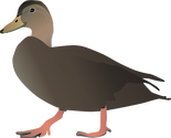 Illustration of Anas rubripes (American Black Duck)
