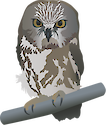 Illustration of Aegolius acadicus (Northern Saw-whet Owl)
