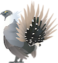 Illustration of Centrocercus spp. (Sage Grouse)