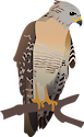 Illustration of Buteo lineatus (Red-shouldered Hawk)