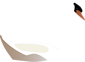 Illustration of Cygnus olor (Mute Swan)