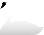 Illustration of Cygnus buccinator (Trumpeter Swan)