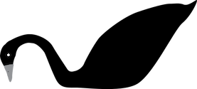 Illustration of Cygnus atratus (Black Swan)