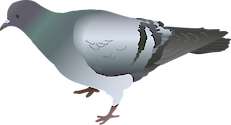 Illustration of Columba livia (Rock Pigeon)