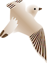 Illustration of Charadrius melodus (Piping Plover) 2