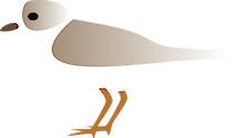 Illustration of Charadrius melodus (Piping Plover)