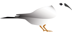 Illustration of Ducula bicolor (Pied Imperial Pigeon)