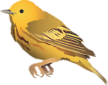Illustration of Dendroica petechia (Yellow Warbler)