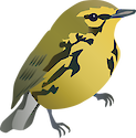 Illustration of Dendroica discolor (Prairie Warbler)