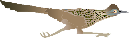 Illustration of Geococcyx californianus (Greater Roadrunner)