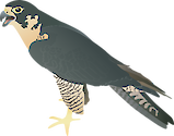 Illustration of Falco peregrinus (Peregrine Falcon)