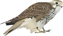 Illustration of Falco mexicanus (Prairie Falcon)