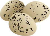 Illustration of Himantopus mexicanus (Black-necked Stilt) eggs