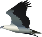 Illustration of Haliaeetus leucogaster (White-bellied Sea Eagle)