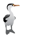 Illustration of Phalacrocorax varius (Australian Pied Cormorant)