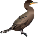 Illustration of Phalacrocorax auritus (Double-crested Cormorant)